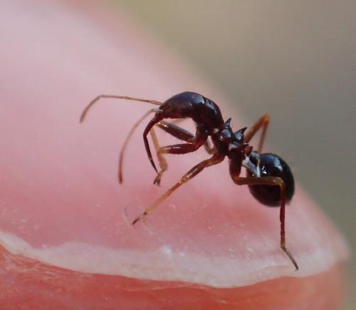 Himacerus mirmicoides